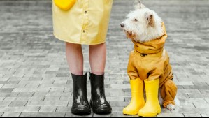 ¿Es necesario abrigar a los perros en invierno? Consejos para saber cuándo vestir a tu mascota