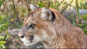 Investigan muerte de puma en Parque Torres del Paine.