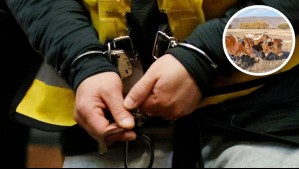 Hombre mató a su mejor amigo y lo amarró a un toro para simular accidente