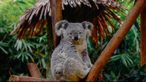 La polémica razón por la cual en Australia sacrificaron a 700 koalas