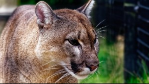 Puma muerto en Parque Torres del Paine: SAG realiza necropsia y entregará informe a la Fiscalía
