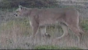 Investigan caza de puma en sector de Torres del Paine: 'La situación es alarmante'