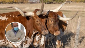 Hombre mató a su mejor amigo y amarró su cuerpo a un toro para hacerlo pasar por un accidente