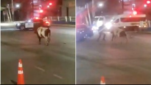 Video muestra a ternero embistiendo a carabinero que intentó capturarlo en San Bernardo