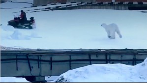 Hombre es perseguido por oso polar en Noruega: Video muestra su frenético escape