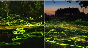 Fotógrafo captó escarabajos bioluminiscentes en Chile: ¿En qué comuna fue el 'mágico' avistamiento?