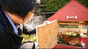 'Es un buen comienzo': Mujer decide alquilar sus propias gallinas ante elevado precio de los huevos en Estados Unidos