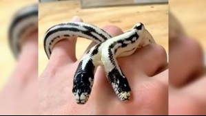 Presentan serpiente de dos cabezas en Estados Unidos: Comparten corazón, pulmón y sistema digestivo