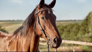 Niño de 4 años falleció tras recibir una patada de un caballo en Vichuquén mientras acompañaba a su abuelo