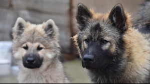 Denuncian faenamiento de perros en Puerto Montt: Serían al menos nueve casos de animales marcados antes de ser asesinados