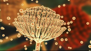 Qué es el Aspergillus, el hongo tras la infección que obligó a cerrar cinco pabellones del Hospital El Pino