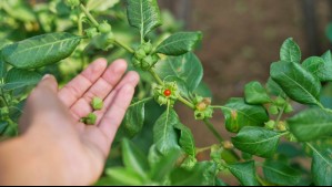 Ashwagandha: Advierten que planta 'milagrosa' viral podría tener riesgos para la salud
