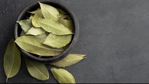 Repelente natural: ¿Por qué aconsejan poner una hoja de laurel cerca de los electrodomésticos?