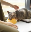 El atún es uno de los alimentos que más llama la atención de los gatos. Sin embargo, aunque puede parecer una comida inofensiva, su consumo frecuente podría representar ciertos riesgos para su salud.