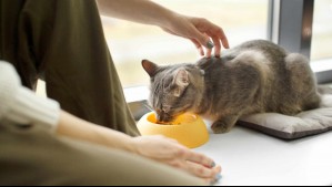 ¿Pueden los gatos comer atún?: Esto dicen los expertos