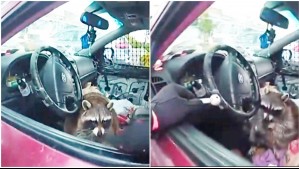 Insólito: Encuentran a un mapache con una pipa de metanfetamina en el asiento del conductor de un vehículo en EEUU