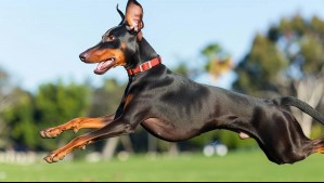 ¿Podrían prohibir las razas 'peligrosas' en Lo Barnechea?: La propuesta del alcalde Alessandri ante alza de ataques de perros