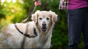 'Podría ser mortal': Experto en salud canina revela lo que debes evitar a toda costa al sacar a pasear a tus perros