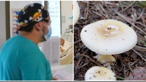 Comieron el 'hongo de la muerte': Cuatro personas resultan intoxicadas tras ingerir hongo silvestre venenoso
