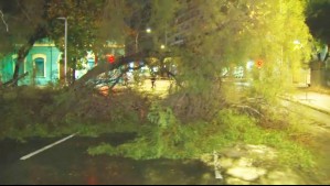 Árbol cae de raíz y corta el tránsito por varias horas en Santiago Centro