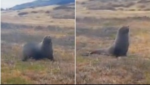'Muy extraño': Video capta sorprendente lobo marino en Torres del Paine