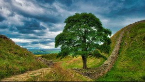 Lo cortaron con una motosierra: Condenan a dos hombres británicos por talar el 'árbol de Robin Hood'