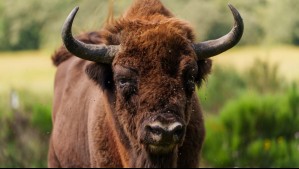 Turista fue corneado por un bisonte en el Parque Yellowstone: Logró escapar con heridas leves