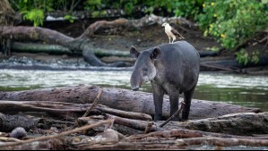 Científicos confirman reaparición de animal que estaba 'extinto' desde hace más 100 años: ¿De qué especie se trata?