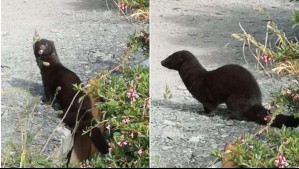 Detectan especie exótica invasora en Torres del Paine: ¿Cuáles son los riesgos que genera?