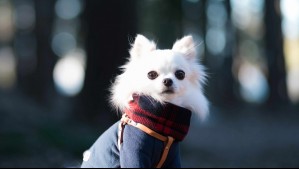 Los regalones de la casa: ¿Cuándo es necesario abrigar a tu perrito?
