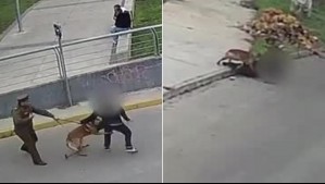 ¡No pudo con Jack!: Video muestra a perro policial ayudando a atrapar a supuesto ladrón de bicicleta
