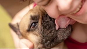 Es más que un saludo: La tierna (y un poco asquerosa) razón por la que tu perro te lame la cara