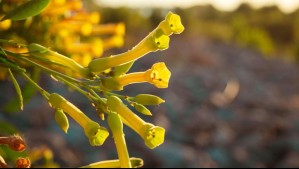 ISP advierte sobre el consumo de especies vegetales con potencial tóxico tras la muerte de una persona por palán palán