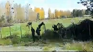 Inseguridad rural: Vecina de Longaví comparte videos donde muestra robo en parcela de agrado