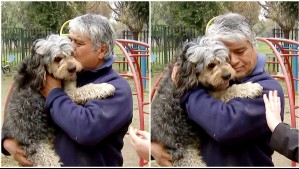 Chofer de micro que manejaba con su perro de contención emocional fue despedido: 'Me duele hablar de este tema'