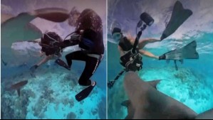 Impactante video muestra cómo buceadora se salvó 'de milagro' tras ataque de tiburones