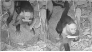 Científicos desconcertados: Sorprenden a monos 'secuestrando' a crías de otra especie en isla de Panamá