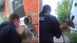 ¡Un hilarante momento!: Video capta el momento en el que un canguro es 'arrestado' en Estados Unidos