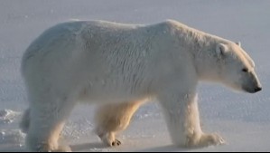 Científicos realizan inédito estudio en osos polares: Los sedan para tomar biopsias y evaluar su salud