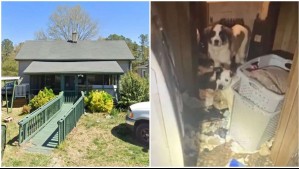 Rescatan a bebé en una casa 'terrorífica' en Estados Unidos: Había 41 animales y una cabra muerta