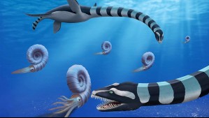 Descubren nuevo reptil marino que habría medido hasta 12 metros: Chileno participó del hallazgo