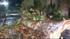 Lluvias provocan caída de árbol en Providencia