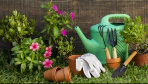 Siémbrala ahora y tendrás el jardín lleno de flores en primavera: Esta es la planta ideal para el frío