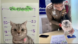 Gata fue 'detenida' por intentar atacar a policía: Justicia la dejó 'en libertad bajo fianza' en Tailandia