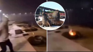 Joven de 20 años es detenido por ataque a lobos marinos con fuegos artificiales en Valdivia