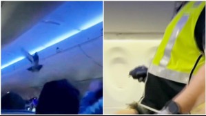 Causaron un completo caos: Pájaros quedaron atrapados en pleno vuelo de avión en Estados Unidos