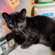 Una mujer de Pérez Millán, Argentina, se encontró lo que parecía ser un gato herido, aunque en realidad se trataba de un felino salvaje. Revisa los detalles del particular caso.