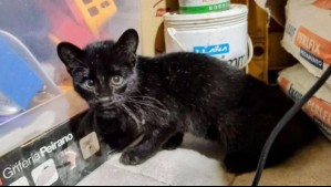 Pensó que rescataba a un gatito, pero se llevó una gran sorpresa: Era un felino salvaje