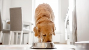 Veterinaria advierte sobre común práctica de los dueños de perros: No hagas esto si tu mascota tiene diarrea
