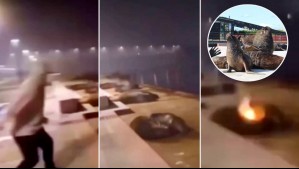 Fiscalía de Los Ríos formaliza a joven imputado por lanzar fuegos artificiales a lobos marinos: Queda en prisión preventiva